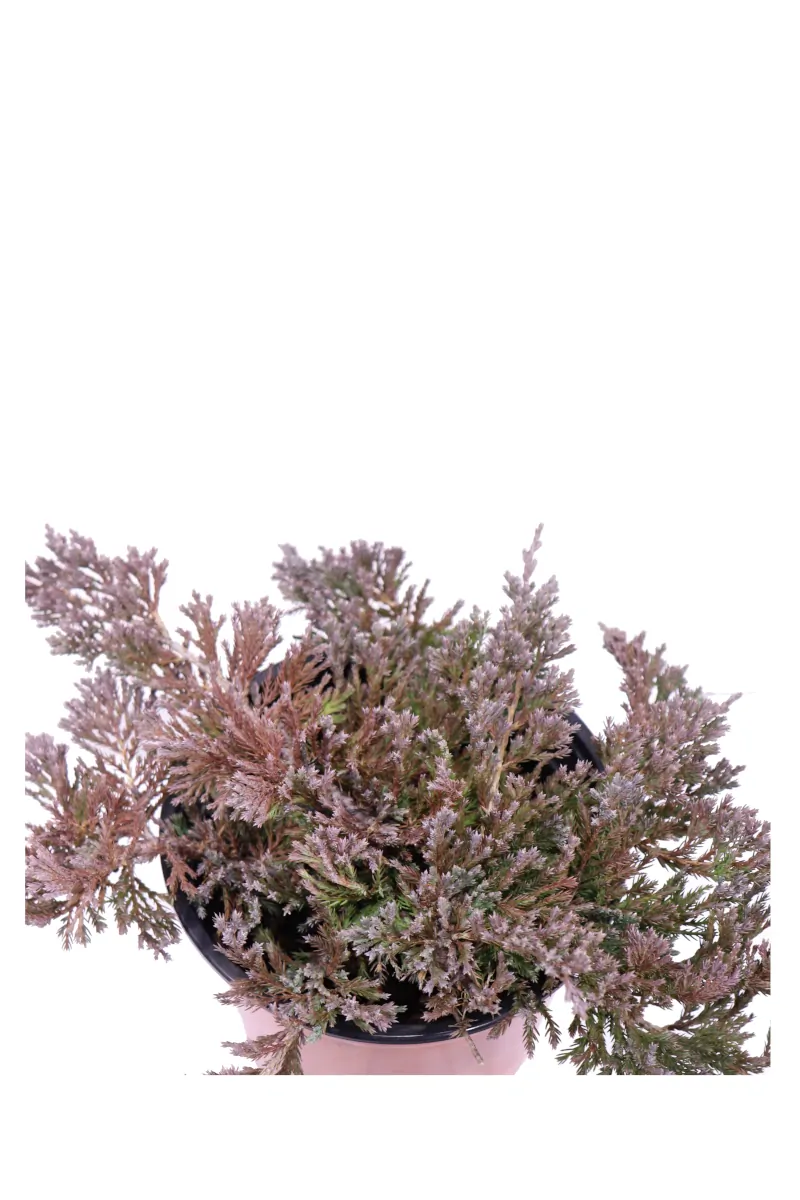 Juniperus Horizontalis Blue Chip v16 egarden.store online