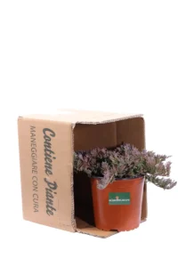 Juniperus Horizontalis Blue Chip v16 egarden.store online