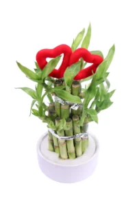 Lucky Bamboo Bonsai Deco v10 egarden.store online