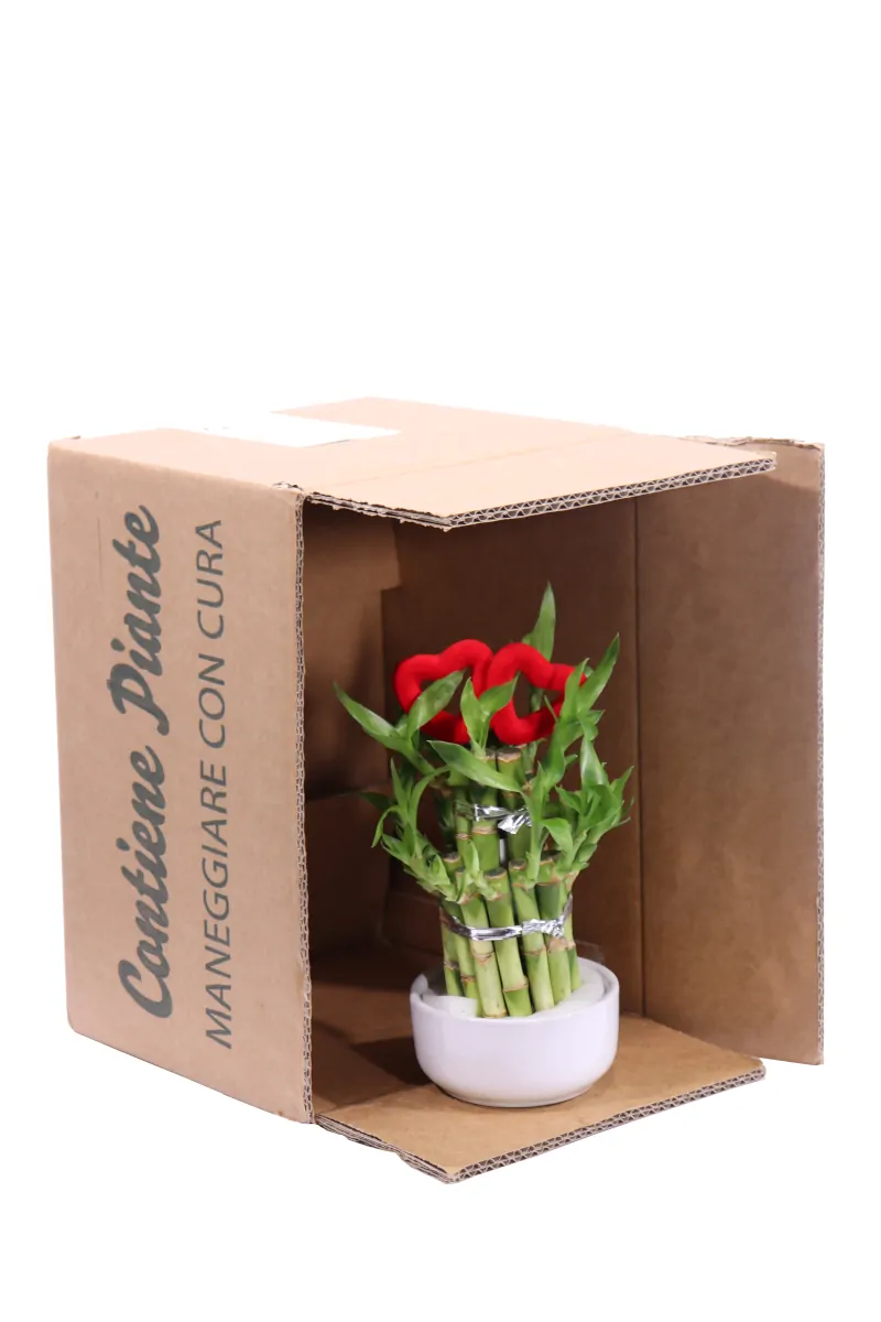 Lucky Bamboo Bonsai Deco v10 egarden.store online