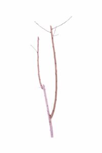 Mandorlo - Guara v20 egarden.store 2 Mandorlo - Guara v20 egarden.store online