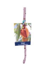 Mandorlo - Guara v20 egarden.store 3 Mandorlo - Guara v20 egarden.store online