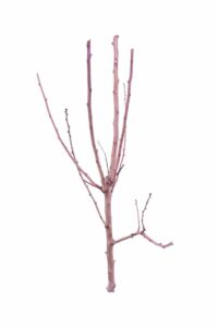 Mandorlo - Tenera Dolce v20 egarden.store 2 Mandorlo - Tenera Dolce v20 egarden.store online