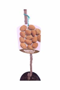 Mandorlo - Tenera Dolce v20 egarden.store 3 Mandorlo - Tenera Dolce