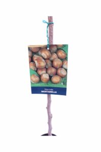 Nocciolo - Mortarella v20 egarden.store online