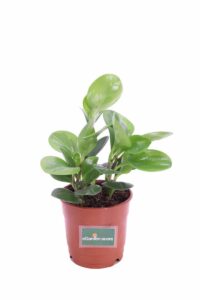 Peperomia Obtusifolia v14 egarden.store online