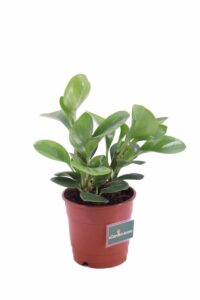 Peperomia Obtusifolia v14 egarden.store online