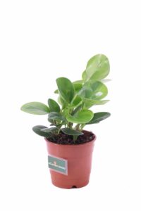 Peperomia Obtusifolia v14 egarden.store online