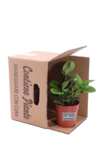 Peperomia Obtusifolia v14 egarden.store online