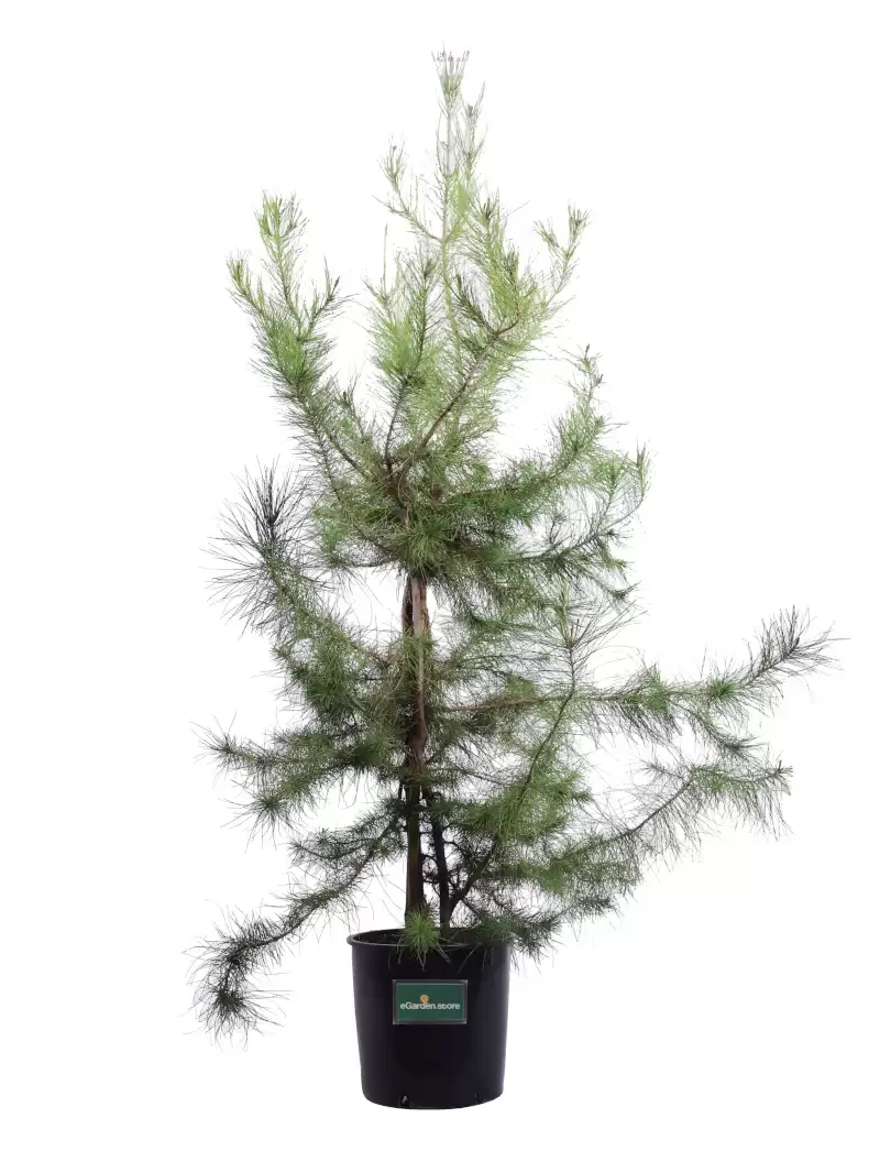 Pino D'Aleppo - Pinus Halepensis v24 egarden.store online