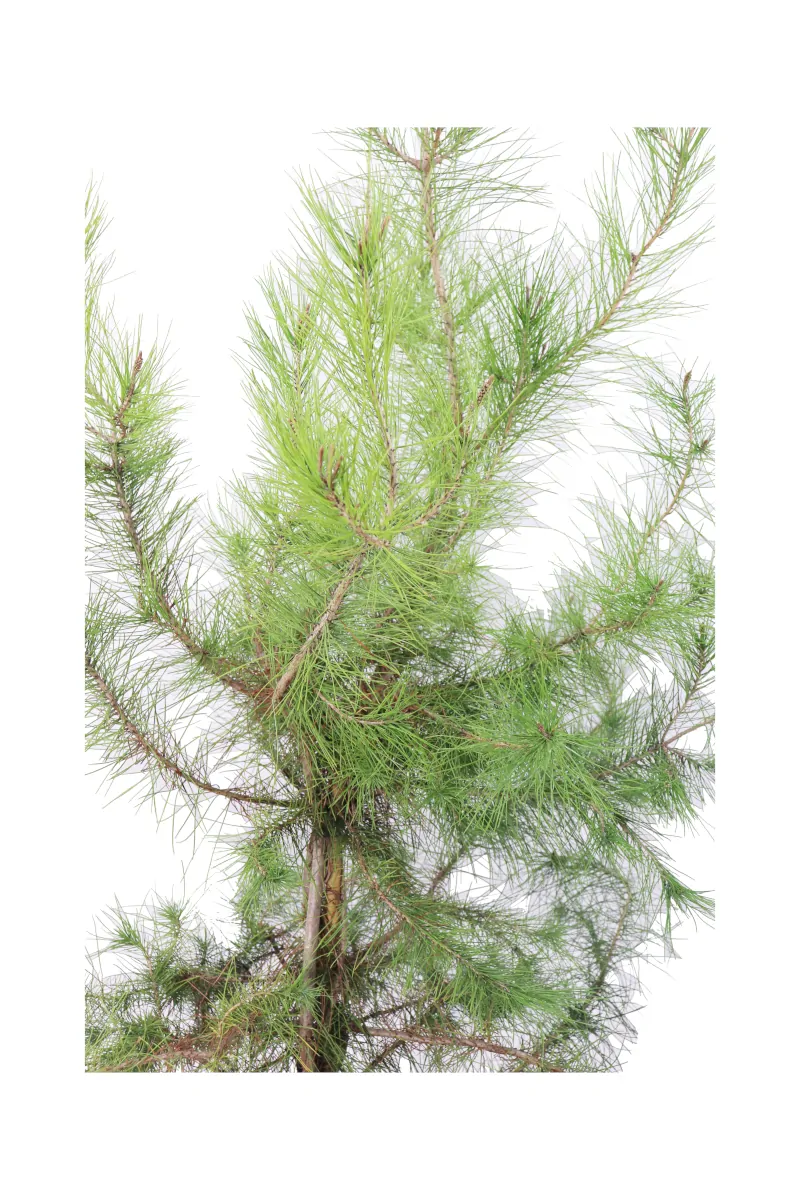 Pino D'Aleppo - Pinus Halepensis v24 egarden.store online