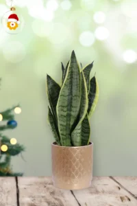 Sansevieria Futura Superba Ceramica v15 egarden.store online