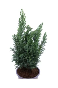 Set Conifere v12 egarden.store online