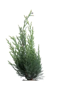 Set Conifere v12 egarden.store online