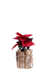 Stella di Natale - Poinsettia Rossa Wood Pot v10 egarden.store online