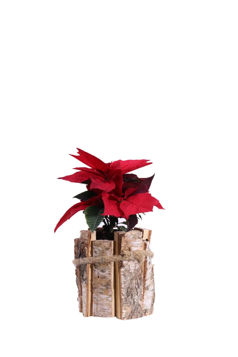 Stella di Natale - Poinsettia Rossa Wood Pot v10 egarden.store online