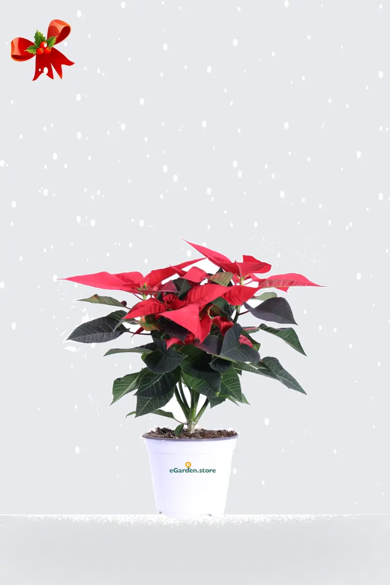 Stella di Natale - Poinsettia Rossa v12 egarden.store online