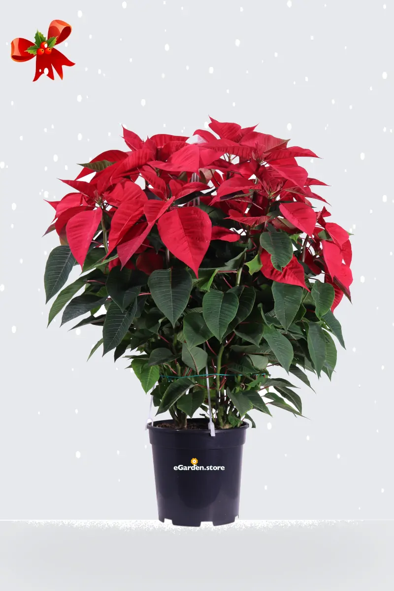 Stella di Natale - Poinsettia Rossa v21 egarden.store online