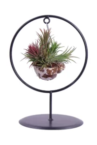 Tillandsia Round egarden.store online
