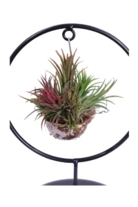 Tillandsia Round egarden.store online