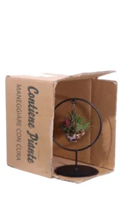 Tillandsia Round egarden.store online