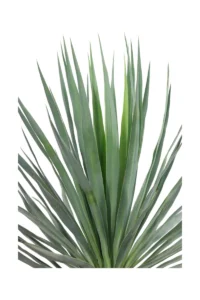 Yucca Gloriosa v.30 egarden.store online