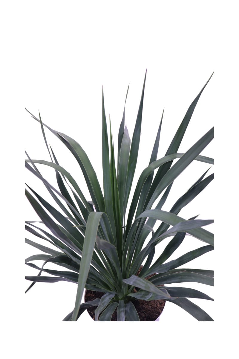 Yucca Gloriosa v23 egarden.store online