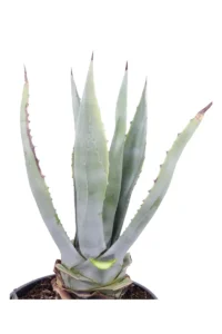 Agave Americana v35 egarden.store online