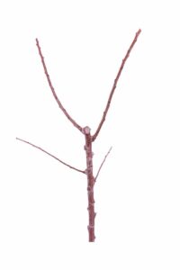 Albicocco - Orange Rubis v20 egarden.store online