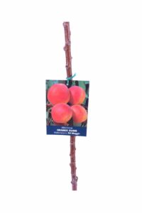 Albicocco - Orange Rubis v20 egarden.store 2