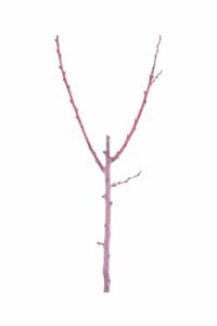 Albicocco - Pellecchiella v20 egarden.store 2 Albicocco - Pellecchiella v20 egarden.store online