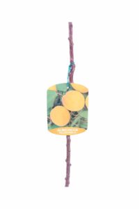 Albicocco - Pellecchiella v20 egarden.store 3 Albicocco - Pellecchiella v20 egarden.store online