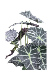 Alocasia Polly v21 egarden.store online