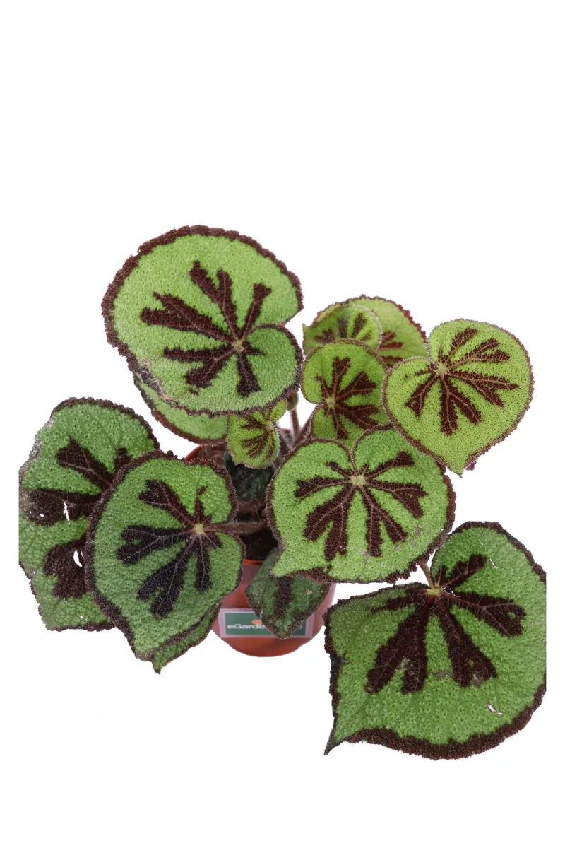 Begonia Masoniana v12 egarden.store online