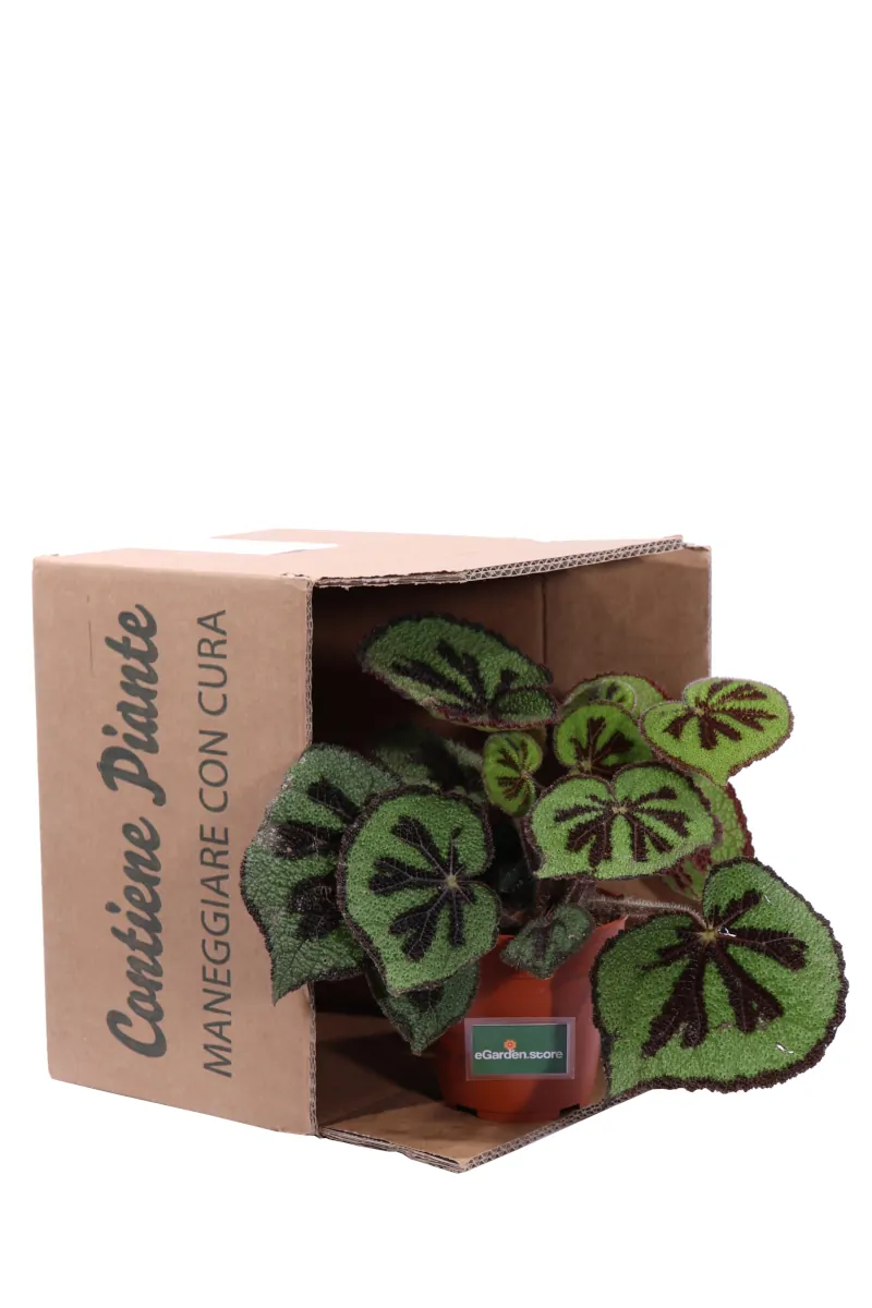 Begonia Masoniana v12 egarden.store online