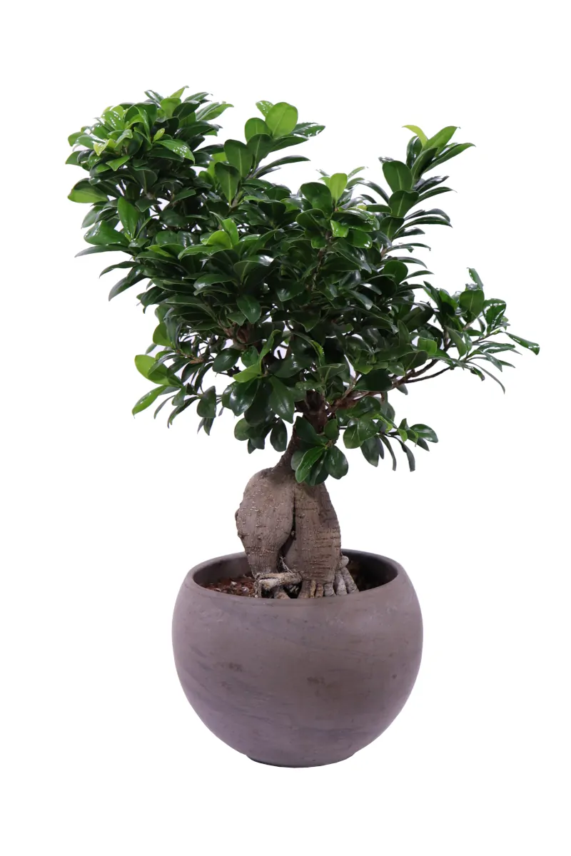 Bonsai Ficus Ginseng 1000gr Deco egarden.store online