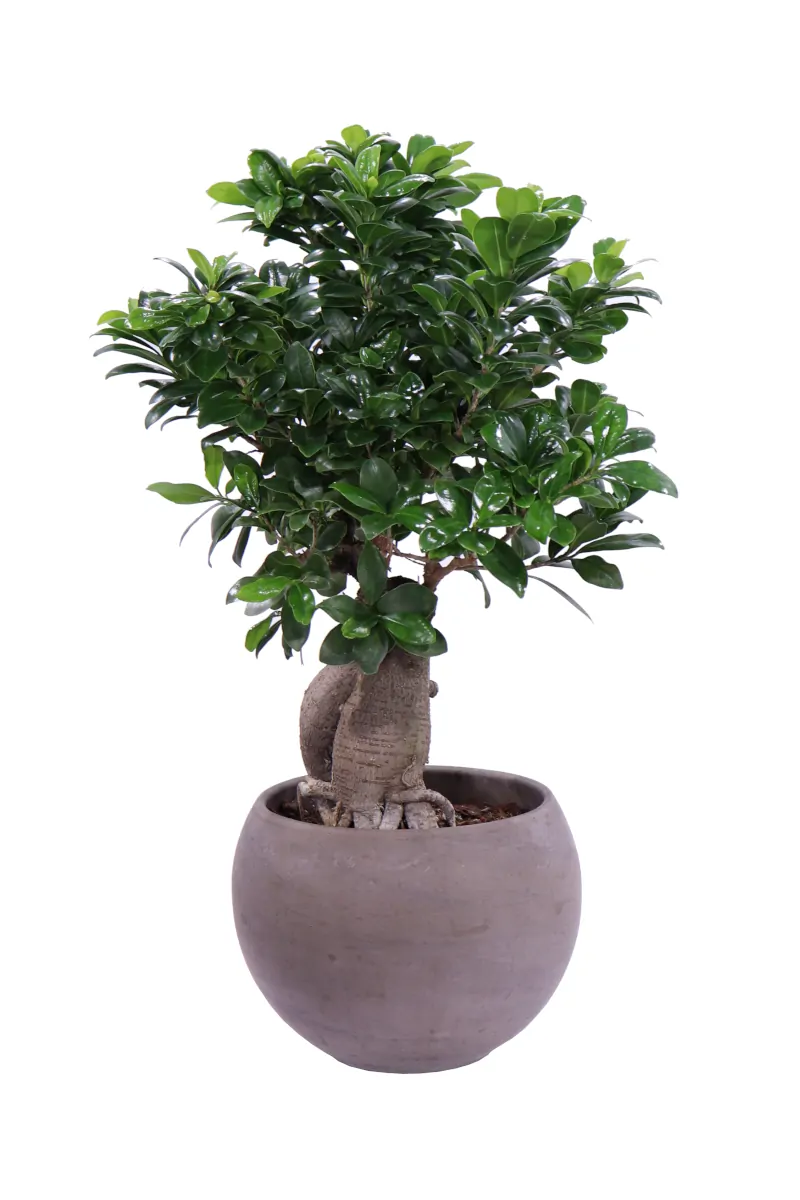 Bonsai Ficus Ginseng 1000gr Deco egarden.store online