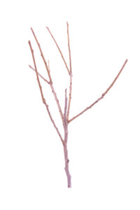 Caco - Mela Hana Fuyu v20 egarden.store 2 Caco - Mela Hana Fuyu v20 egarden.store online