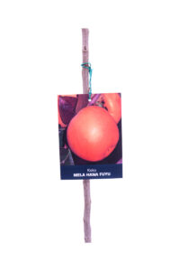 Caco - Mela Hana Fuyu v20 egarden.store 3 Caco - Mela Hana Fuyu v20 egarden.store online