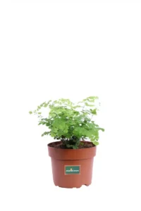 Capelvenere - Adiantum Capillus-Veneris v12 egarden.store online
