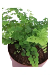 Capelvenere - Adiantum Capillus-Veneris v12 egarden.store online