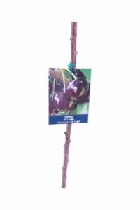 Ciliegio - Di Luglio