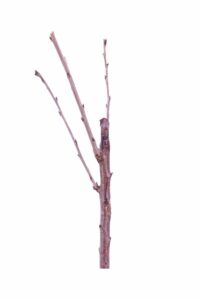 Ciliegio - Regina v20 egarden.store online