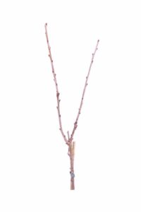 Ciliegio - Sunburst v20 egarden.store online