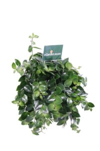 Eschinanto v20 egarden.store online