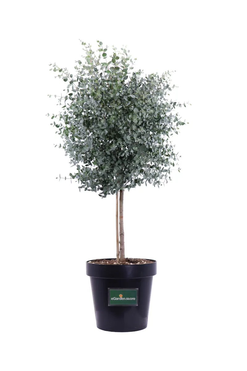 Eucalipto - Eucalyptus Gunnii Alberello v30 egarden.store online
