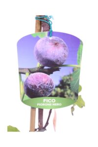 Fico - Fiorone Nero