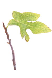 Fico - Panachè v20 egarden.store online