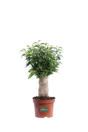 Ficus Benjamin Natasja v12 egarden.store online