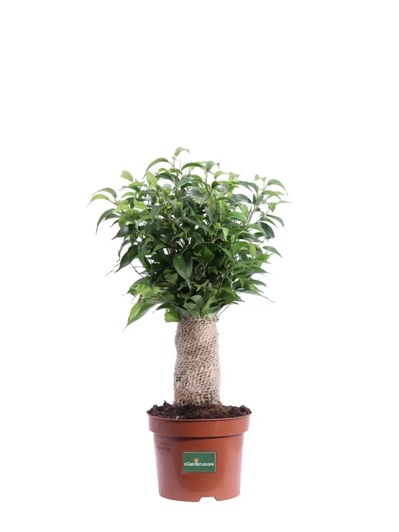 Ficus Benjamin Natasja v12 egarden.store online